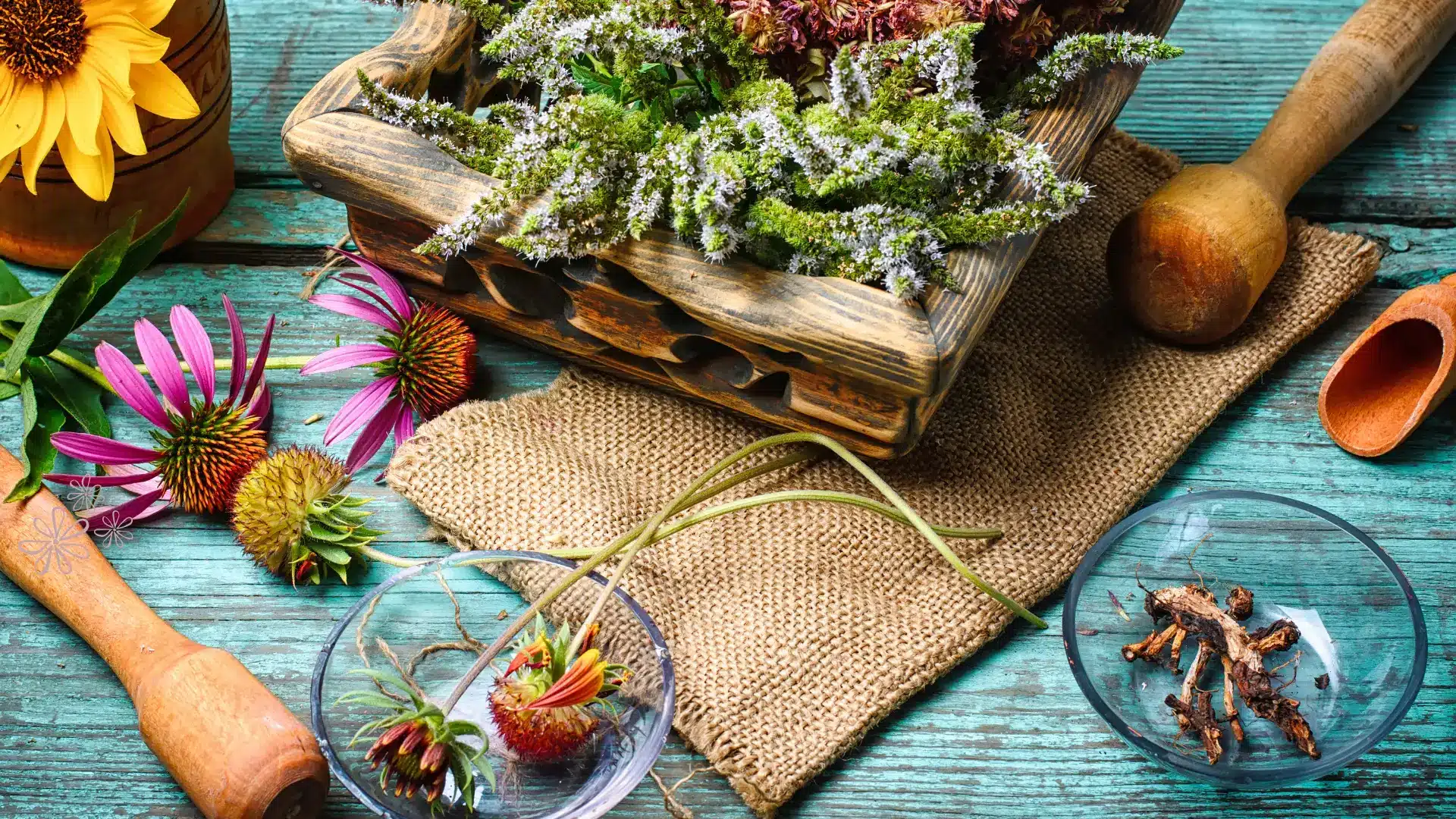 Les 7 plantes indispensables pour votre pharmacie naturelle