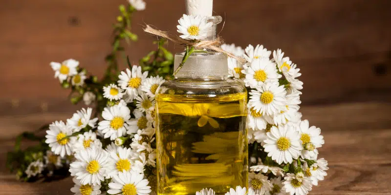la camomille, au delà de la tisane huile essentielle, poudre et autres formes
