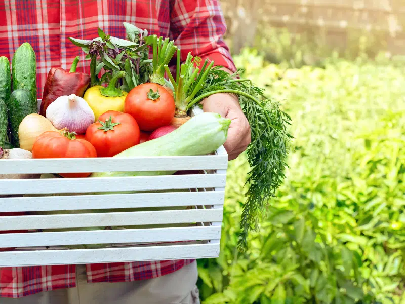les plantes détox au delà de l'assiette les habitudes de vie qui changent tout