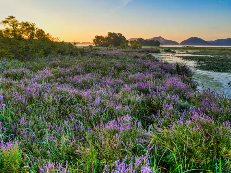 comment agit la lavande angustifolia sur le stress