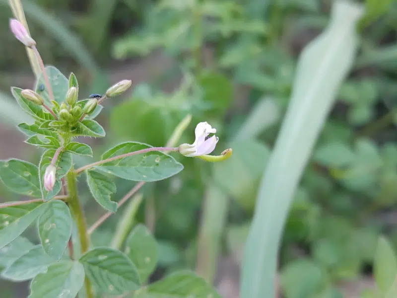 comment le desmodium agit il concrètement