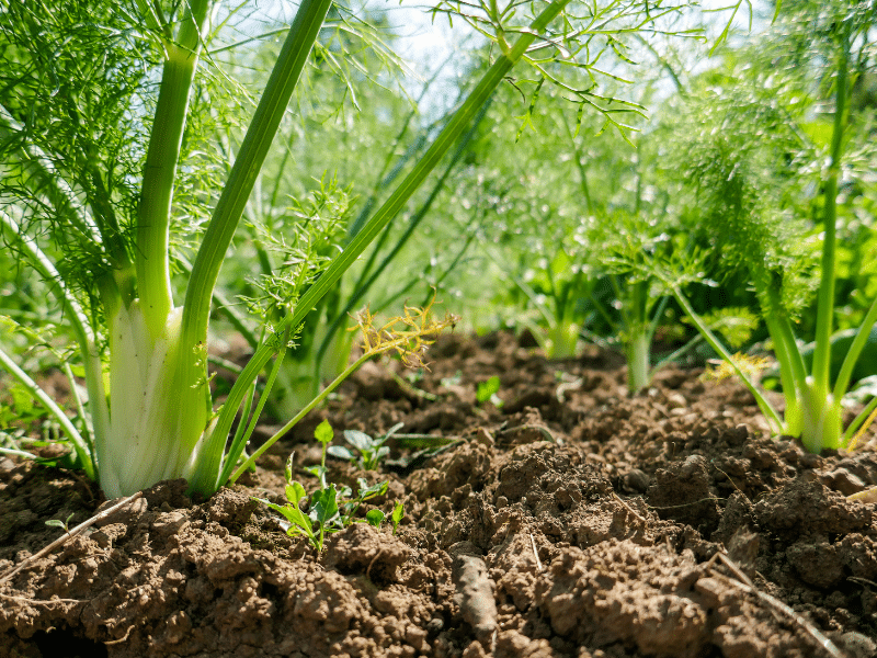 cultiver le fenouil dans son propre jardin