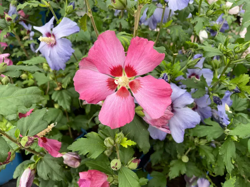 cultiver l'hibiscus conseils pratiques pour un jardin luxuriant