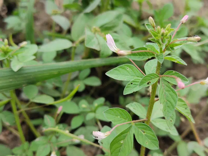 desmodium bien plus qu'une simple plante pour le foie