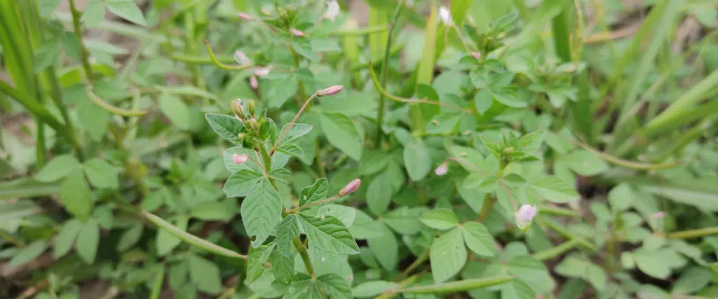desmodium bienfaits et dosage pour régénérer votre foie