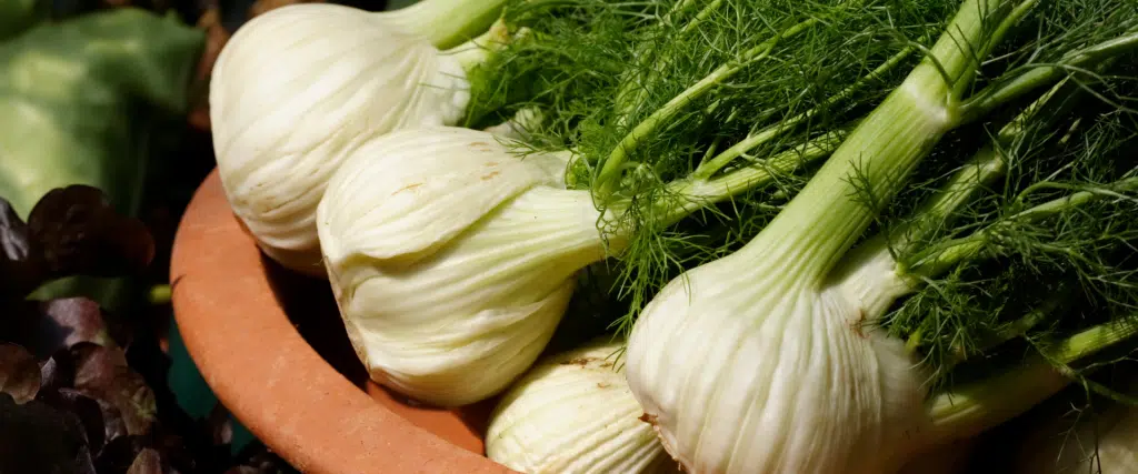 fenouil bienfaits, cuisine et contre indications
