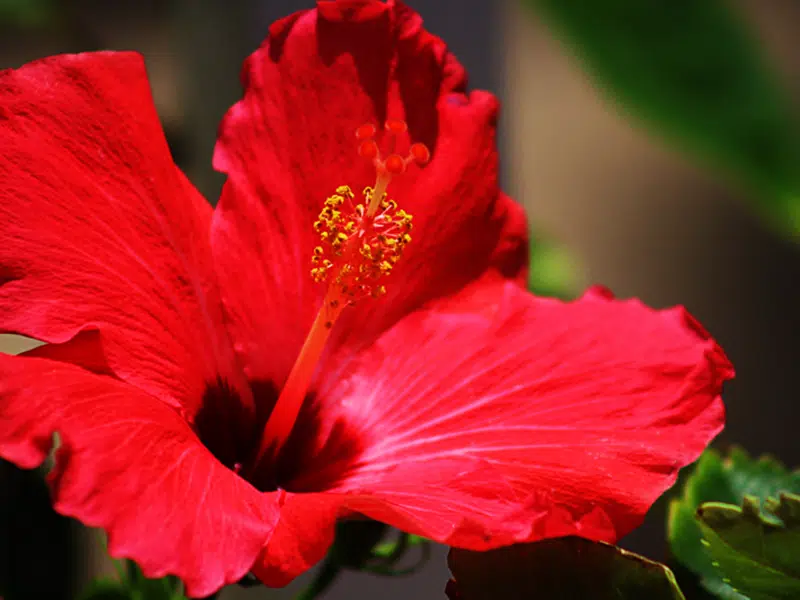 hibiscus la carte d'identité d'un genre botanique complexe