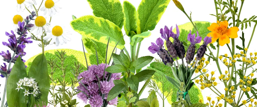insomnie les 6 plantes qui fonctionnent vraiment (dosages + Études scientifiques)