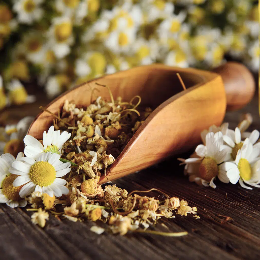 L'utilisation de la camomille pour la peau et les petites irritations