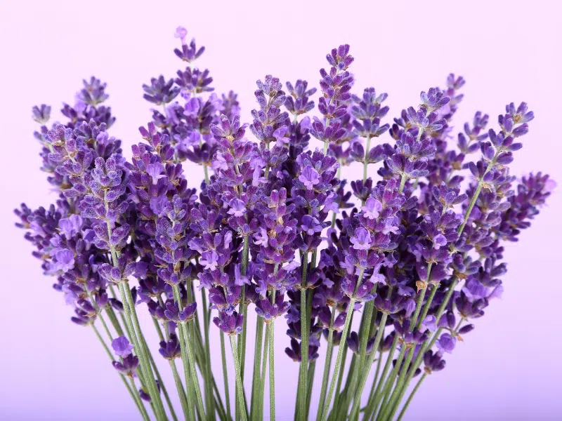 la lavande, bien plus qu'une simple plante provençale