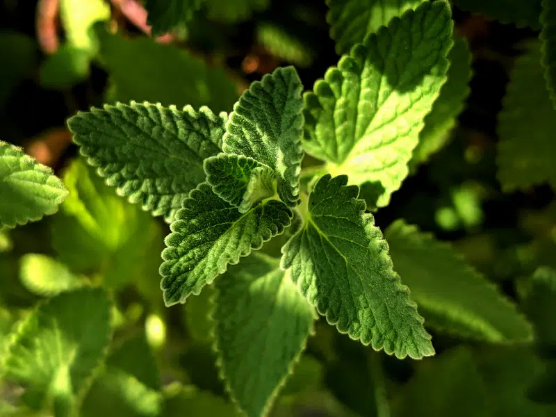 la menthe poivrée, bien plus qu'une simple plante aromatique