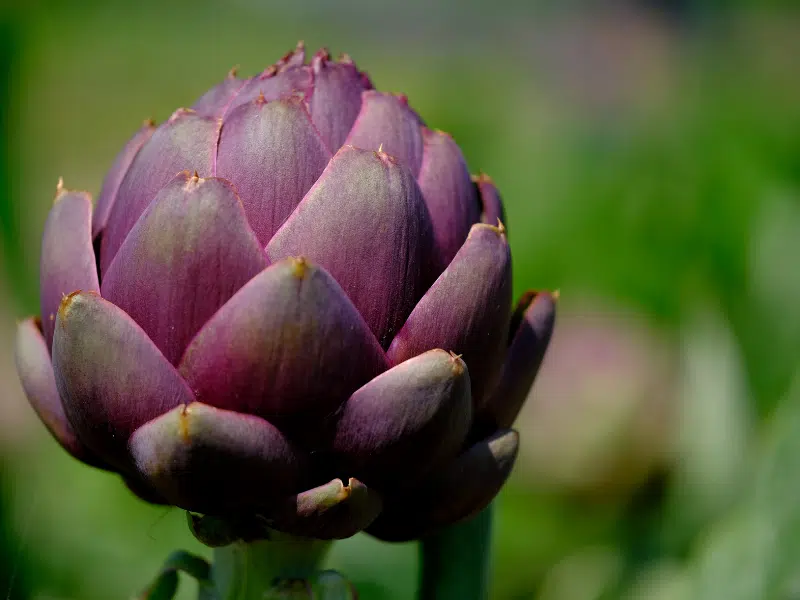 l'artichaut, bien plus qu'un simple légume fleur