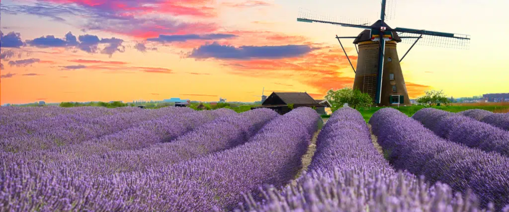 lavande (lavandula angustifolia)