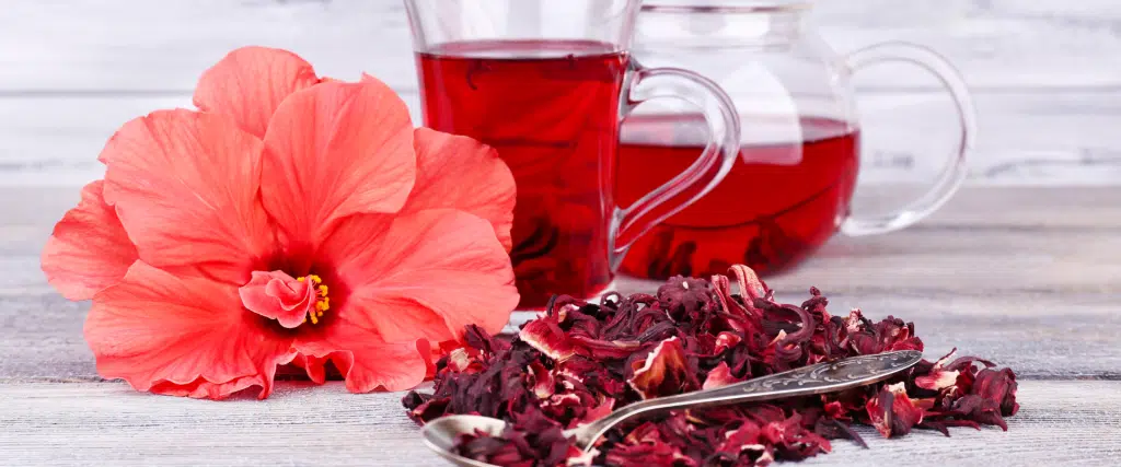 le genre hibiscus culture, variétés et vertus santé