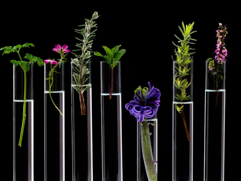 les bienfaits ciblés des plantes une solution pour chaque besoin pour les infusions et tisanes