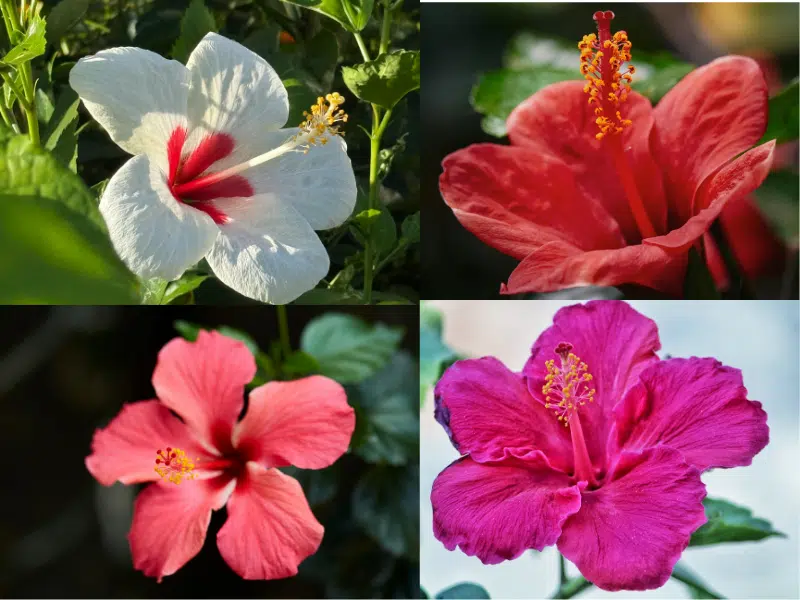 les vedettes du genre hibiscus qui sont elles