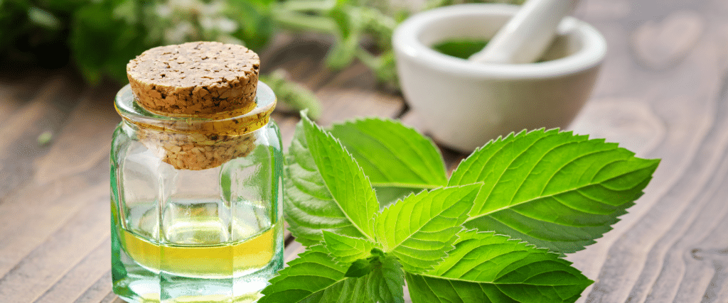 menthe poivrée vertus et usages
