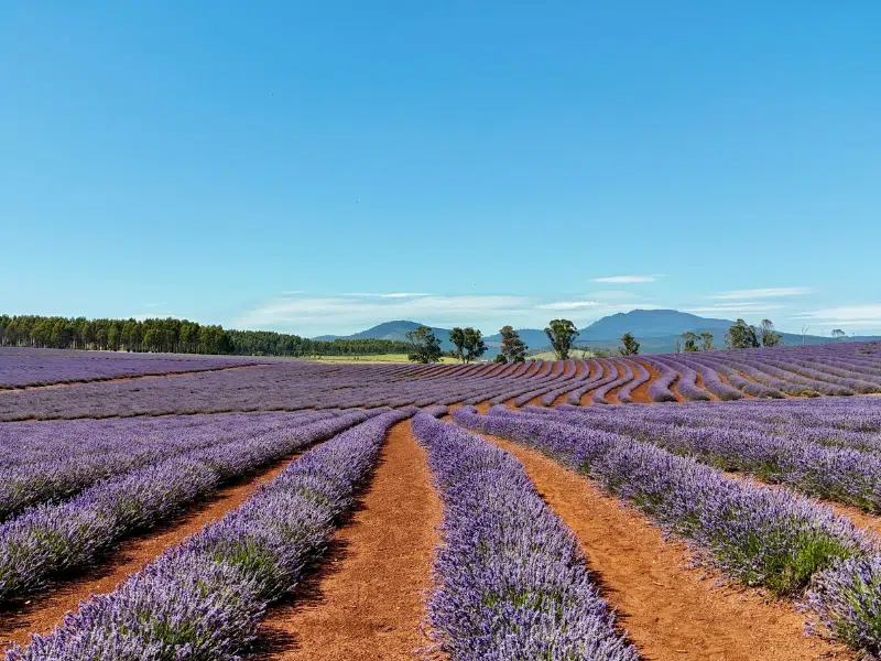 pour quoi utiliser la lavande angustifolia