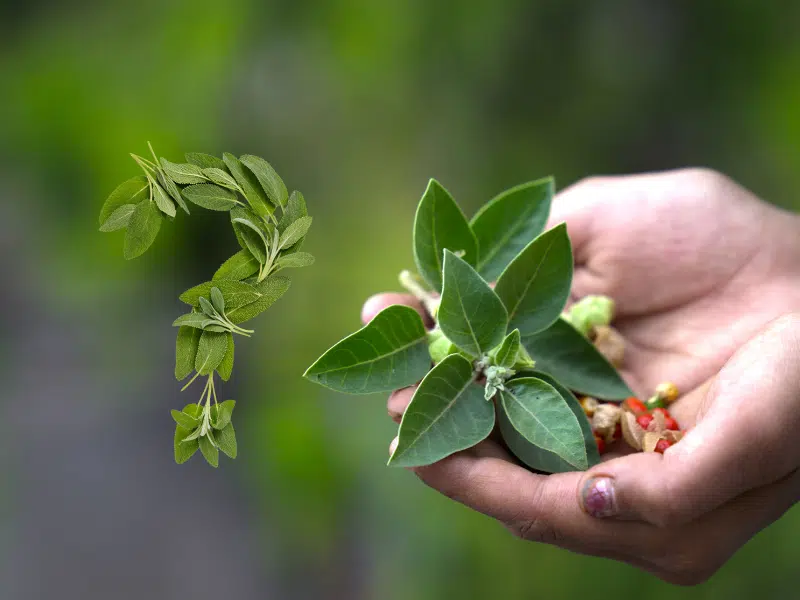 FAQ Questions sur les Plantes Spécifiques