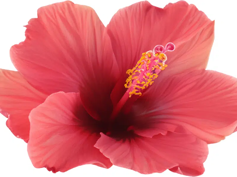 sous le microscope ce que la science nous dit sur l'hibiscus