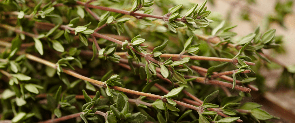 thym plante aromatique l’allié santé naturel accueil
