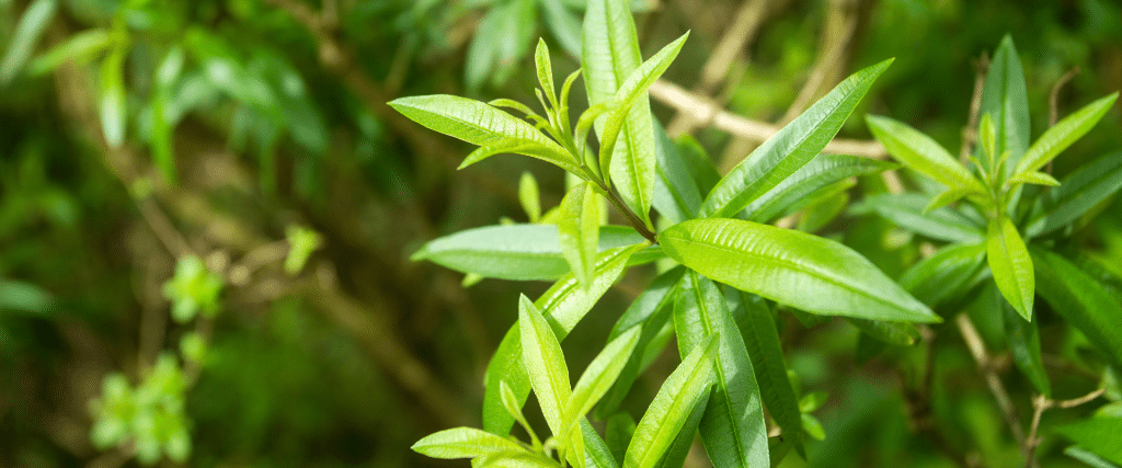 verveine bienfaits sommeil réparateur et digestion [2025]