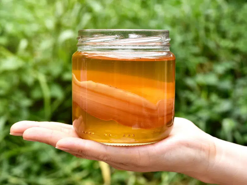 Le kombucha, le thé vivant qui booste votre énergie