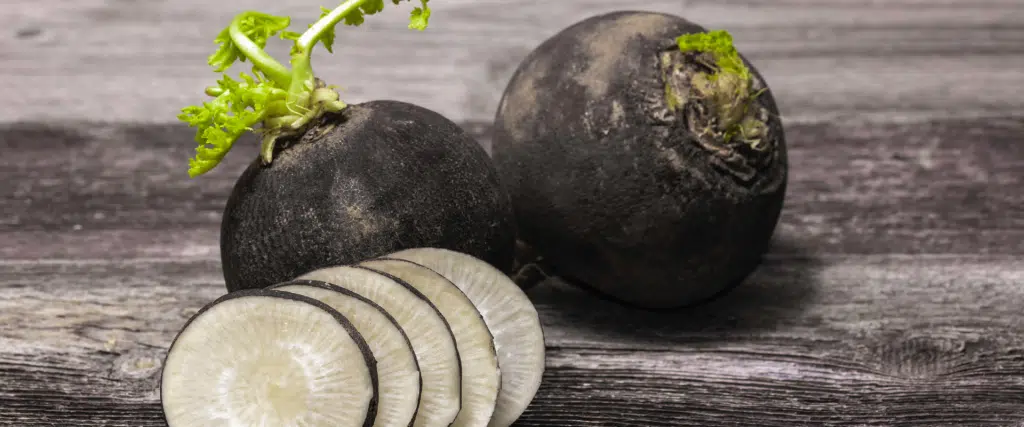 Le Radis Noir : La Plante du Confort Digestif et du Foie en Pleine Forme