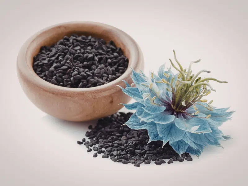 Nigella sativa la nigelle