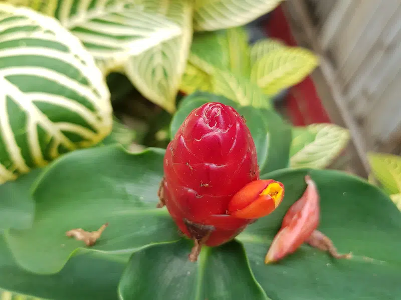 Commencez Votre Voyage Vers une Santé Naturelle Explorez nos guides complets sur les plantes médicinales, testez nos recettes faciles à préparer chez vous, et prenez soin de votre santé avec l'efficacité de la nature. La santé naturelle n'a jamais été aussi accessible. Rejoignez les milliers de personnes qui ont déjà transformé leur bien-être à l'aide des plantes médicinales et des compléments naturels. Retour à l'accueil IciNatureSaine © 2026 IciNatureSaine.com Les Bienfaits Concrets du Costus Indien